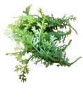 Listki gazki choinki thuja zielone 6szt.