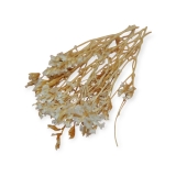 SUSZ suszona stabilizowana Crystal Grass