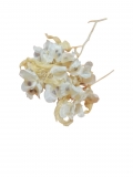 SUSZ suszona stabilizowana Dodonaea