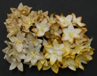Kwiaty Lilie - mix naturalne - 4szt